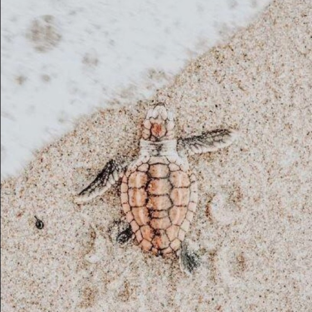 Meet your Posher, Arianna